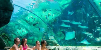 Aquatica San Antonio: Guida Completa al Parco Acquatico