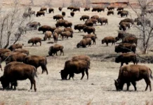 Custer State Park: cosa vedere, itinerari panoramici e consigli per la visita